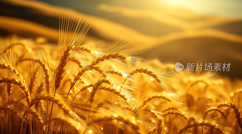 金色麦浪阳光下的丰收景象