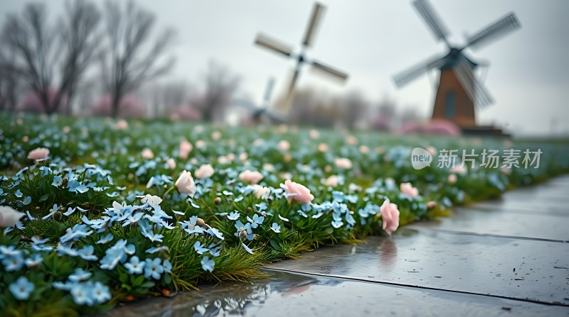风车花海春意盎然