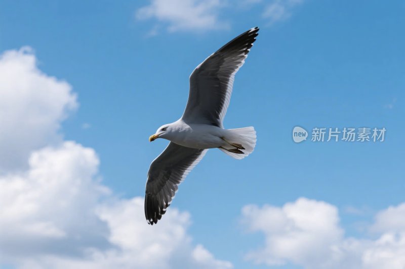 飞翔的海鸥与蓝天