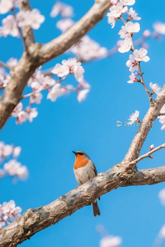 小鸟樱花枝头图