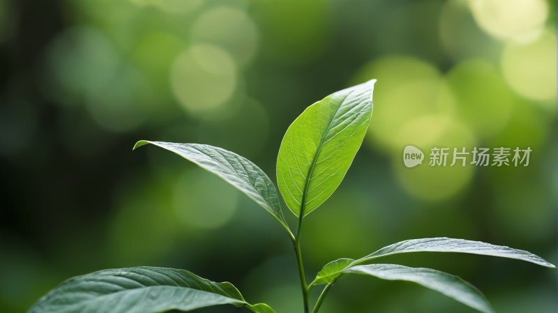 背景模糊的绿叶高清风景图片