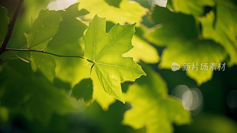 特写绿叶阳光树叶春天自然清新唯美背景壁纸