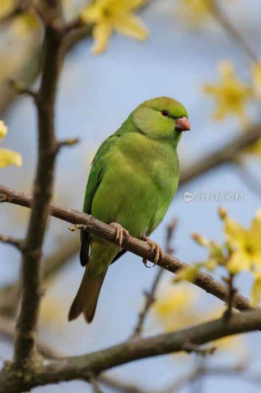 绿鸟栖息枝头间