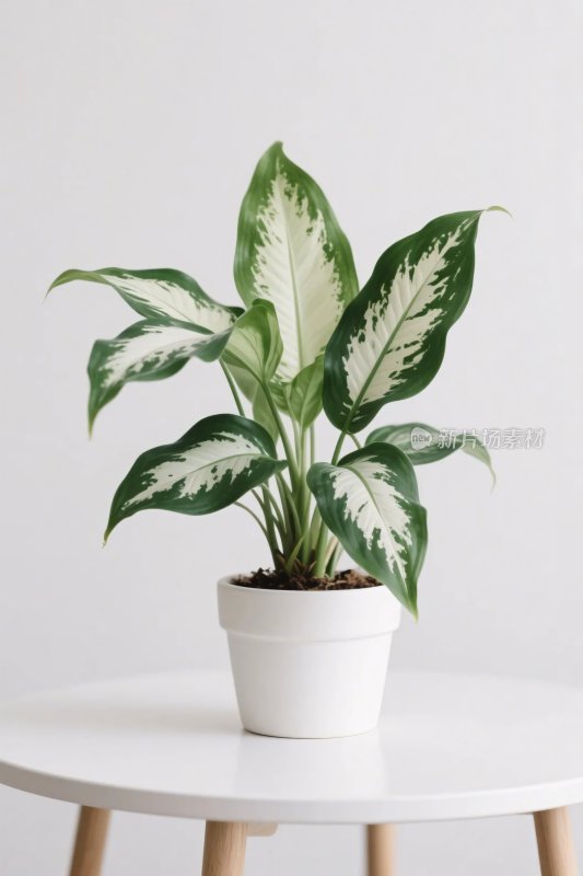 简约绿植摆放场景