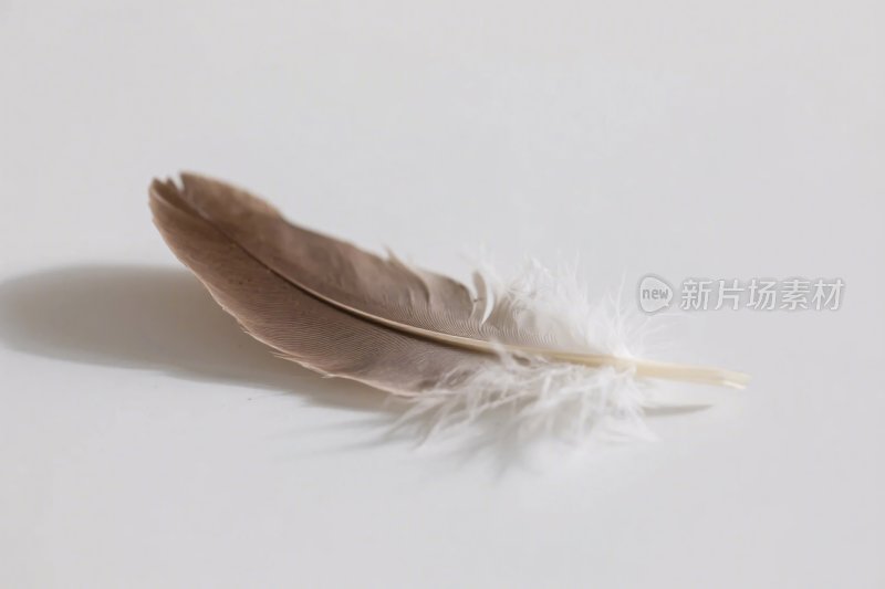 羽毛单色摄影画面