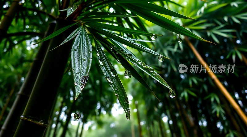 雨后竹叶上的露珠