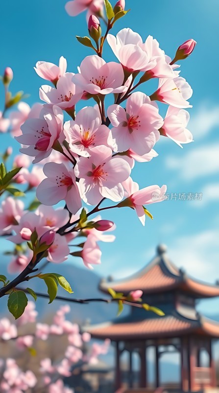 春日樱花绽放古亭旁