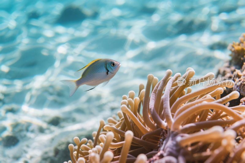 海洋小鱼与海葵