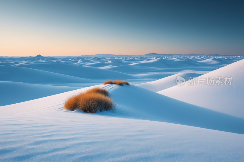 雪地中央一片小灌木丛高清风景图片