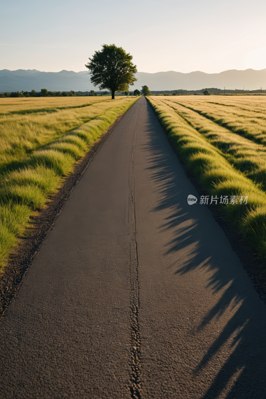 道路一侧一棵孤树高清风景图片