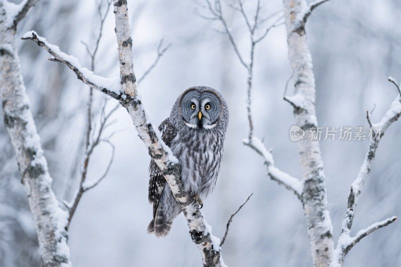 雪地猫头鹰栖息图