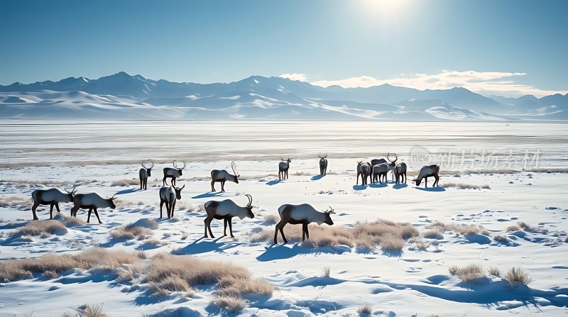 雪原上的麋鹿群