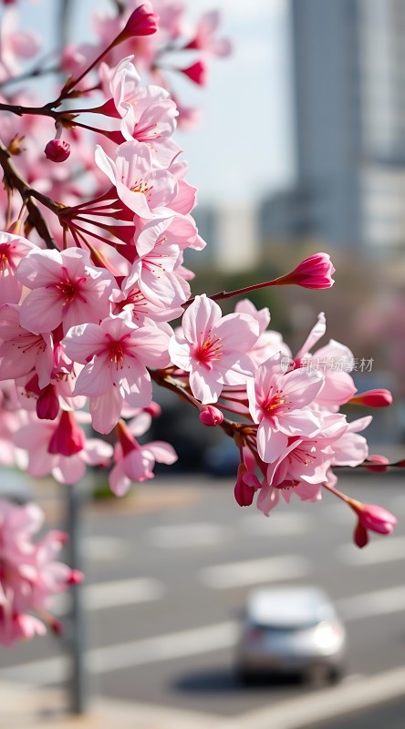 春日樱花绽放城市街道旁的美景