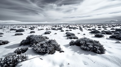 雪原上的坚韧生命 雪原上的坚韧生命