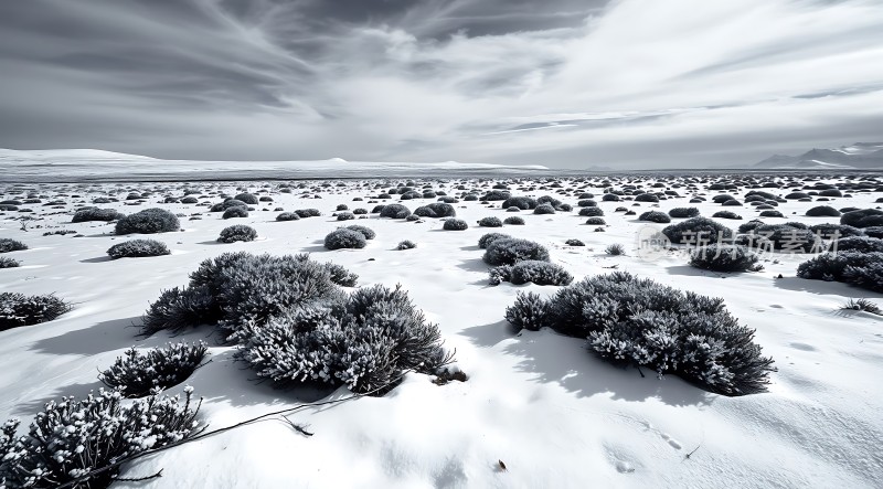 雪原上的坚韧生命