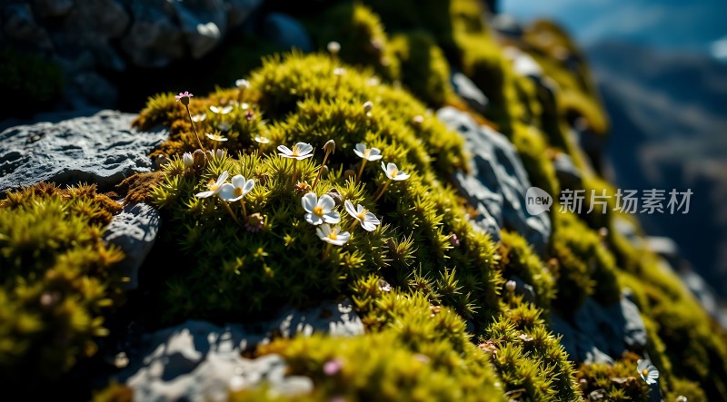 阳光下的岩石上的小花