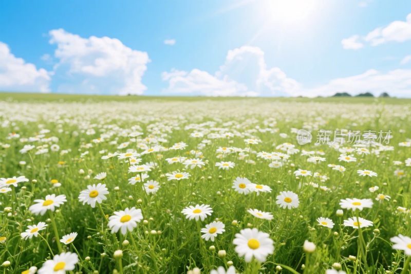 阳光野花草地风景