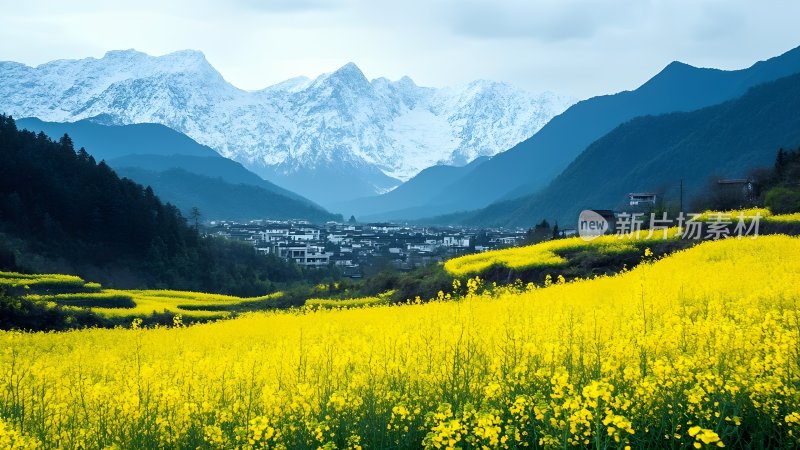 油菜花海中的古村落 油菜花