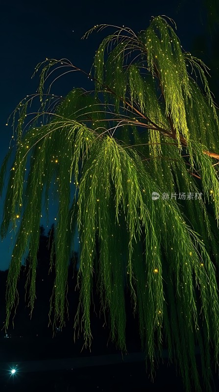 夜幕下的柳枝与萤火虫