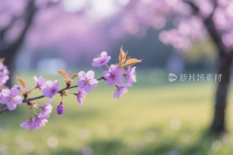 春日樱花枝条美景
