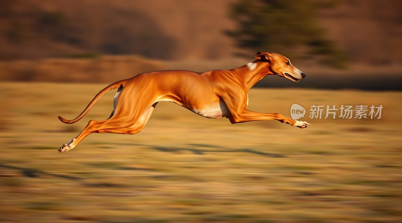 风驰电掣的猎犬在草原上奔跑