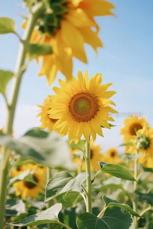 向日葵田园风景图