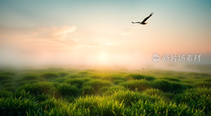 晨光下的自由飞翔