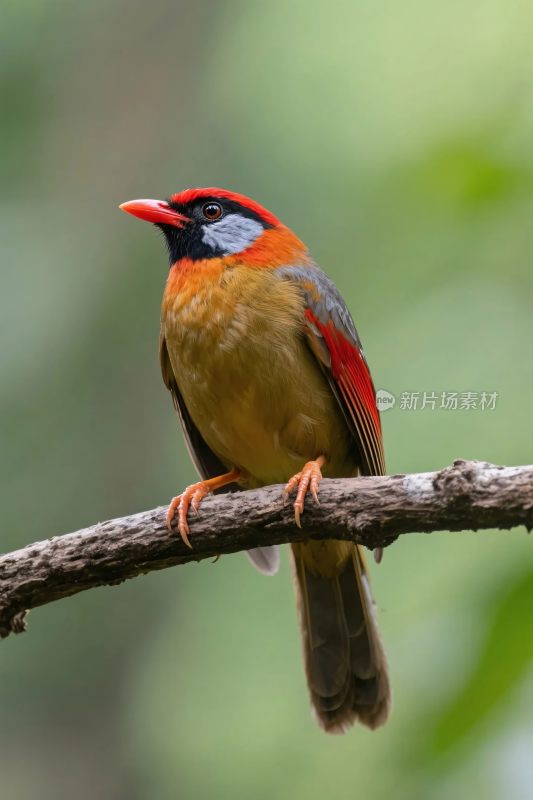 彩羽鸟栖息树枝