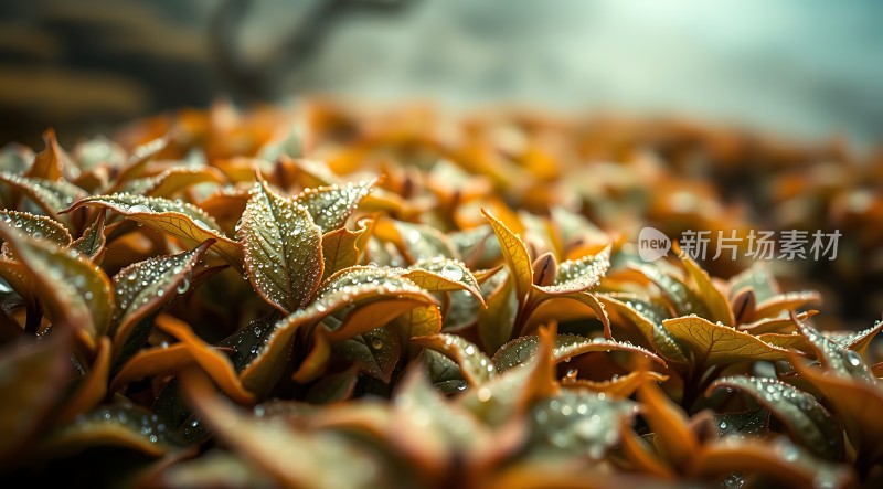 晨露轻抚绿叶间