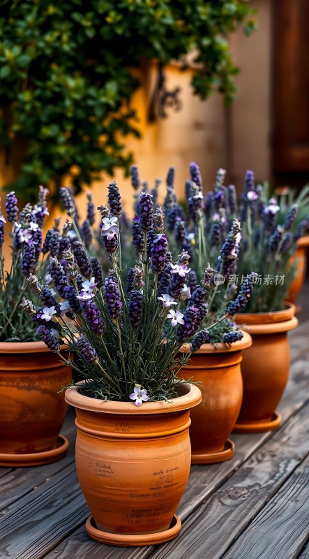 陶罐紫薰风铃草