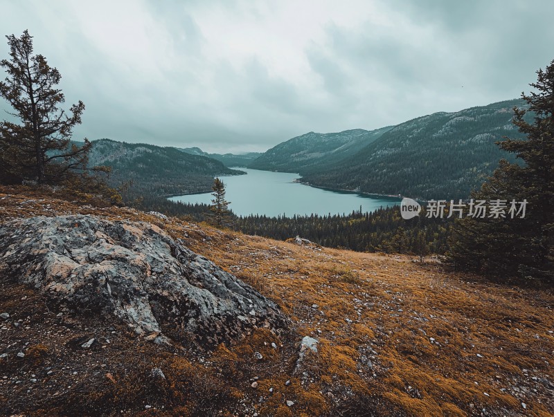 松树喀纳斯高山湖泊