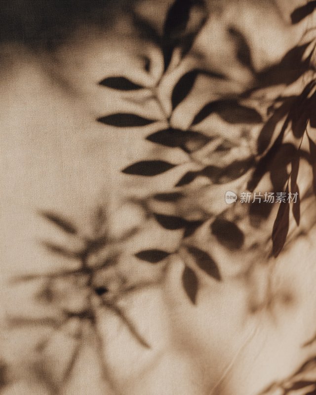 树叶光影的朦胧画面