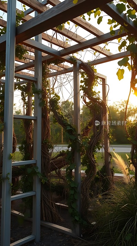 藤蔓缠绕木架下的宁静时光