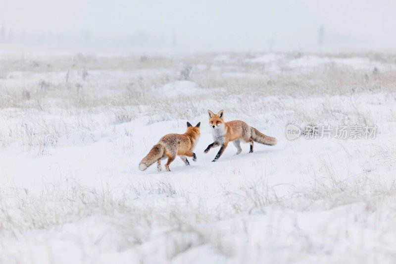 雪地两只狐狸互动