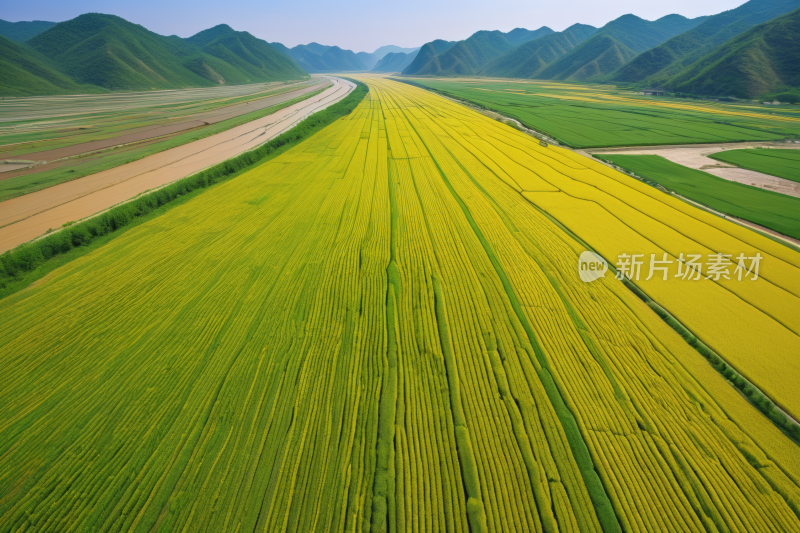 山脉的黄色花田的景观高清风景风光图片