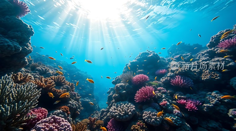 阳光下的海底世界