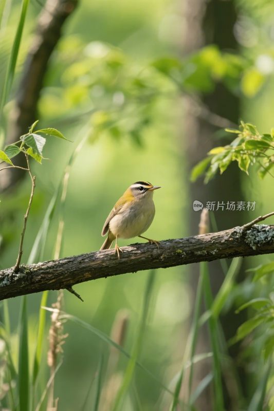 小鸟栖息树枝场景