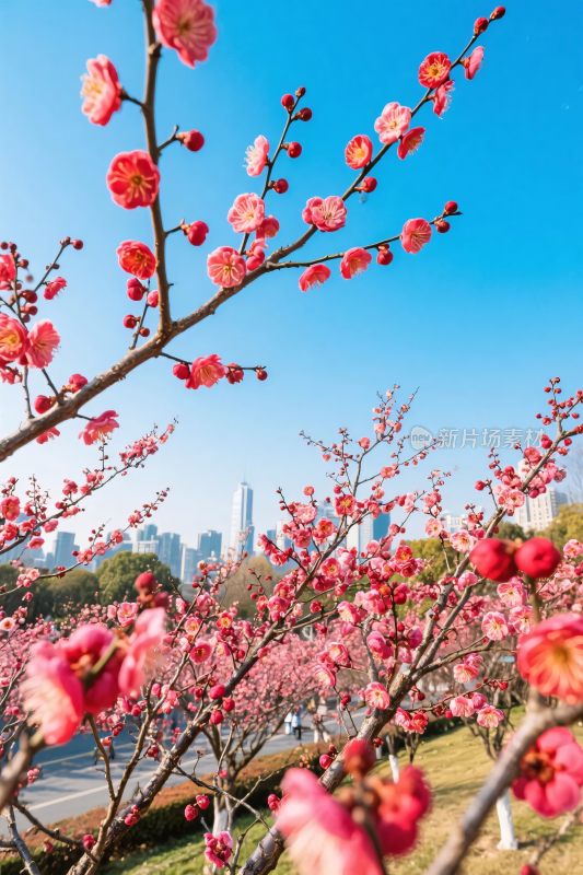 春日繁花映都市