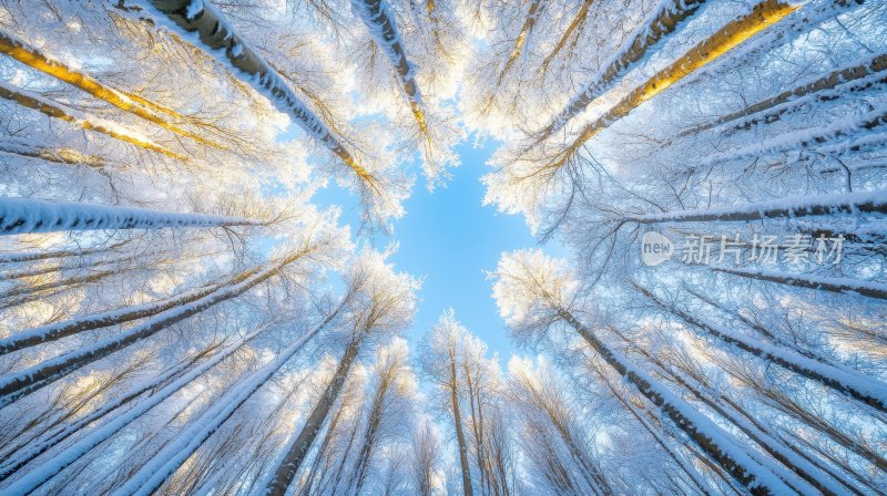 冬天树林冬季风景冬日雪景风光