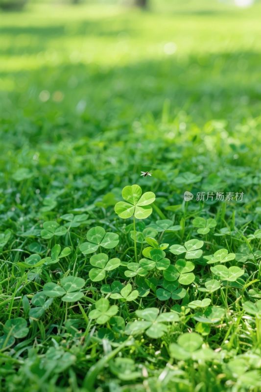 清新自然草地四叶草景观