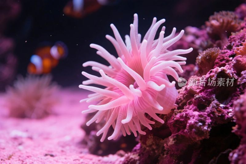 粉色海葵海洋生物