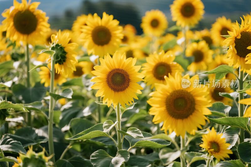 向日葵田园风景