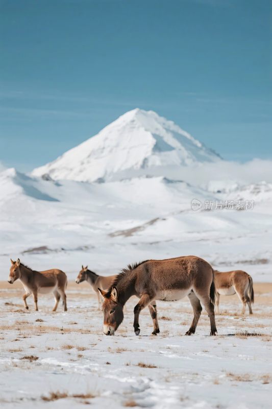雪山雪地动物群
