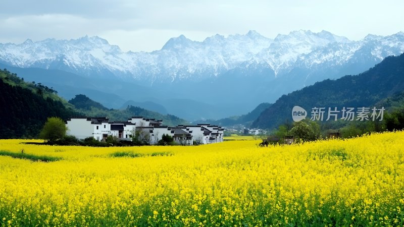 油菜花海中的古村落 油菜花