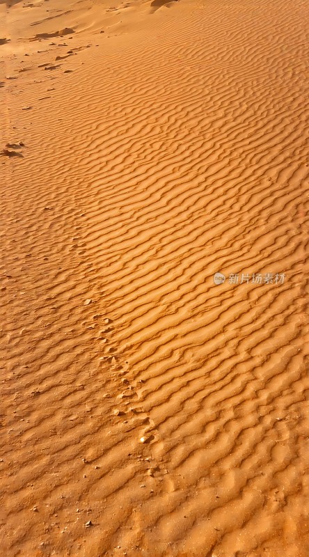 金色沙丘上的足迹之旅