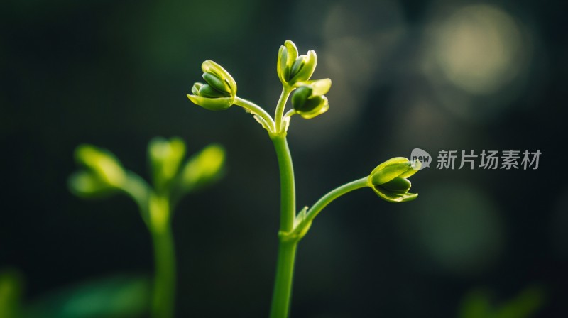 微拍嫩芽