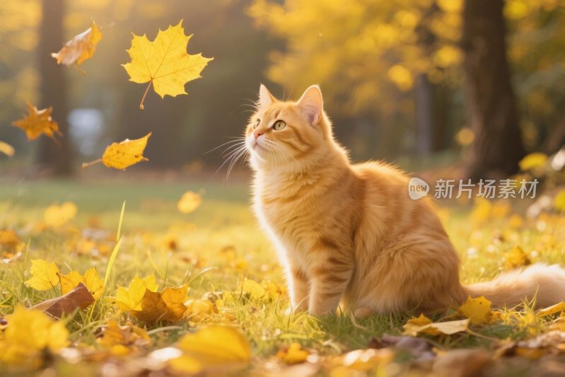 秋日橘猫与落叶