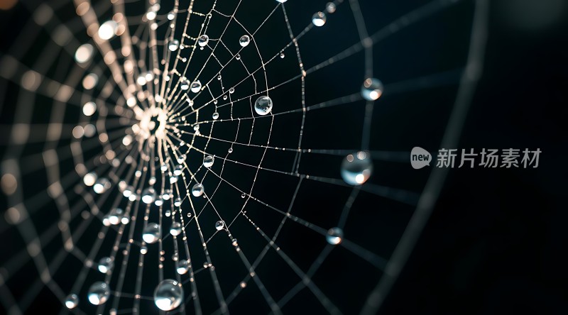 晨露轻吻蛛网
