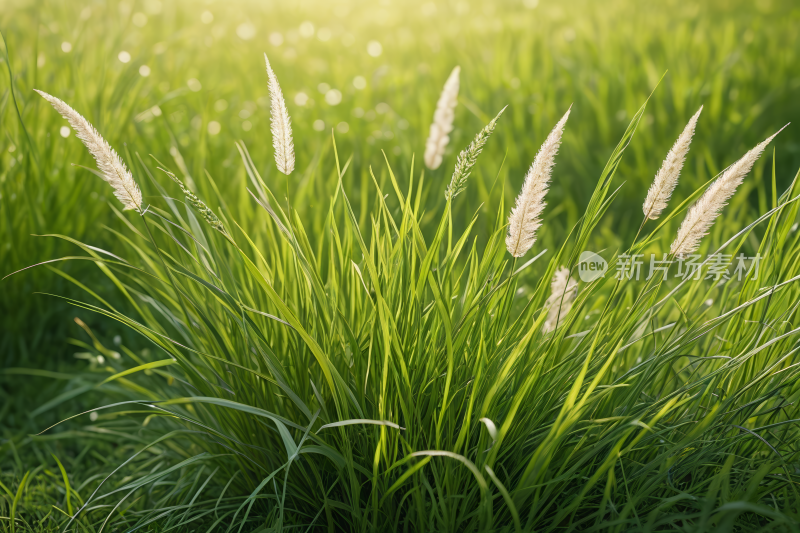 阳光明媚的田野背景