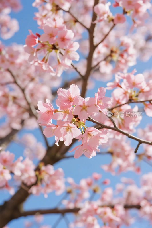 樱花繁花春景图